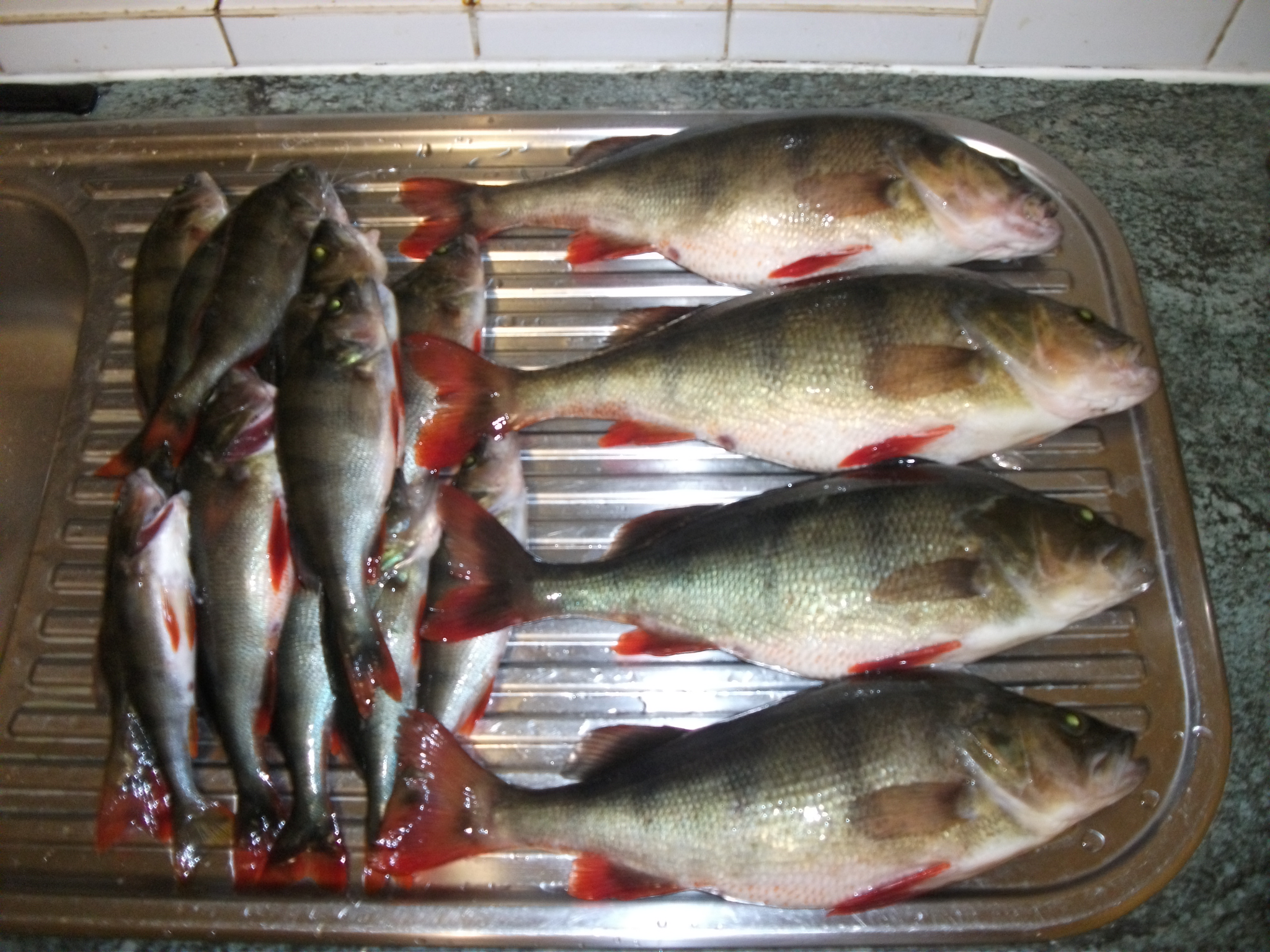 My Best RedFin Spot Fishing Fishing WA. Fishing